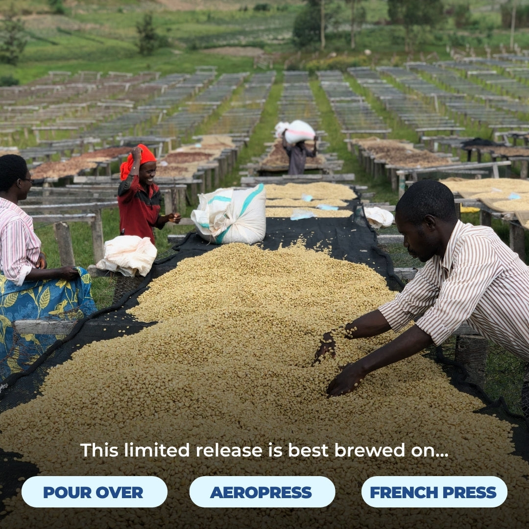 Workers drying Burundi Gahahe coffee on raised beds, with overlay text ‘This limited release is best brewed on... Pour Over AeroPress French Press’