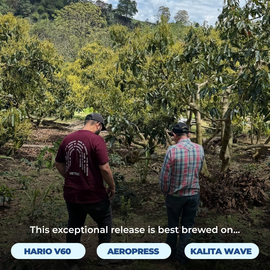 Two people in a coffee farm; overlay text: This exceptional release is best brewed on