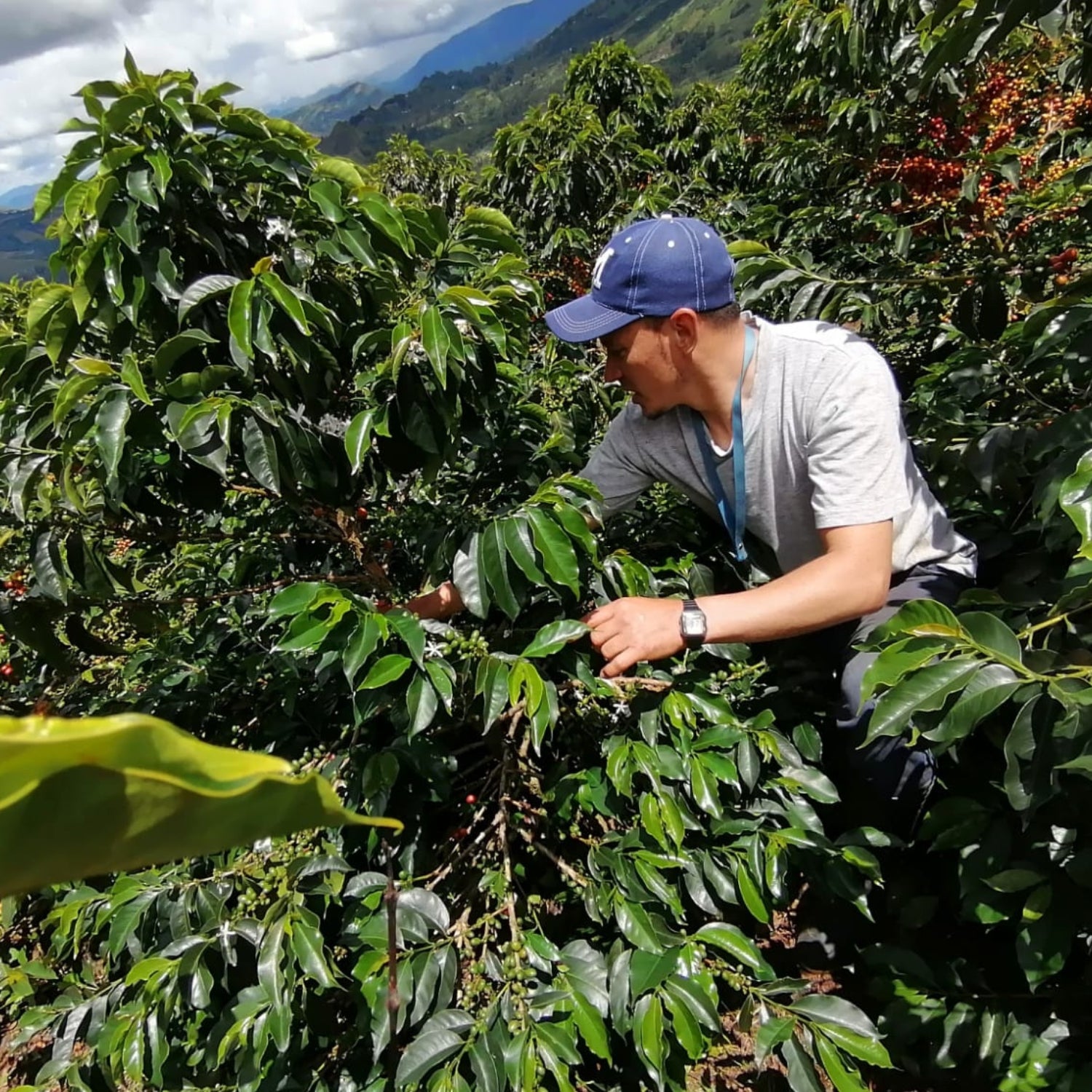 Coffee farmer picking ripe red coffee cherries among green coffee plants on a sunny mountain farm