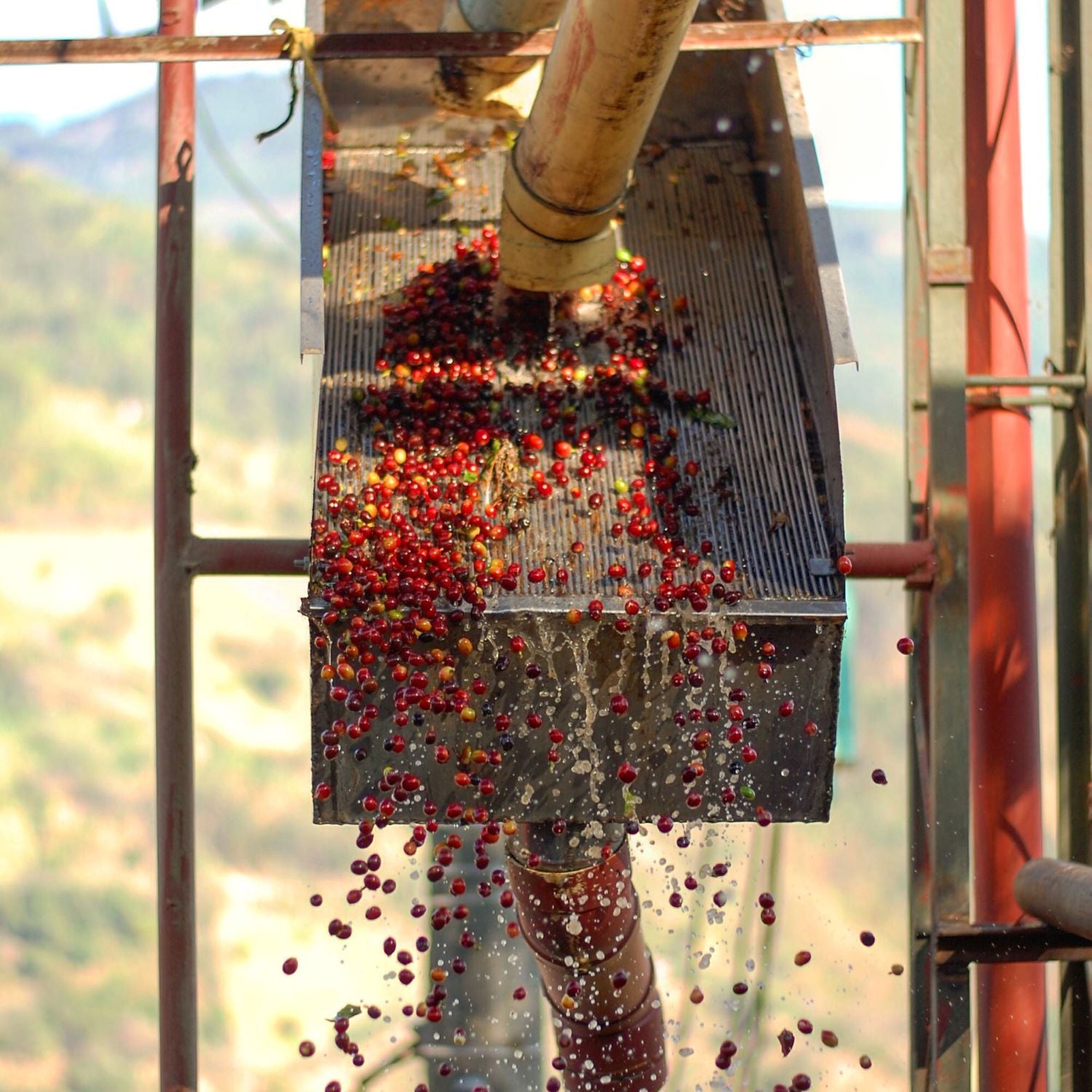Red coffee cherries being washed and sorted on a metal chute at a farm processing station