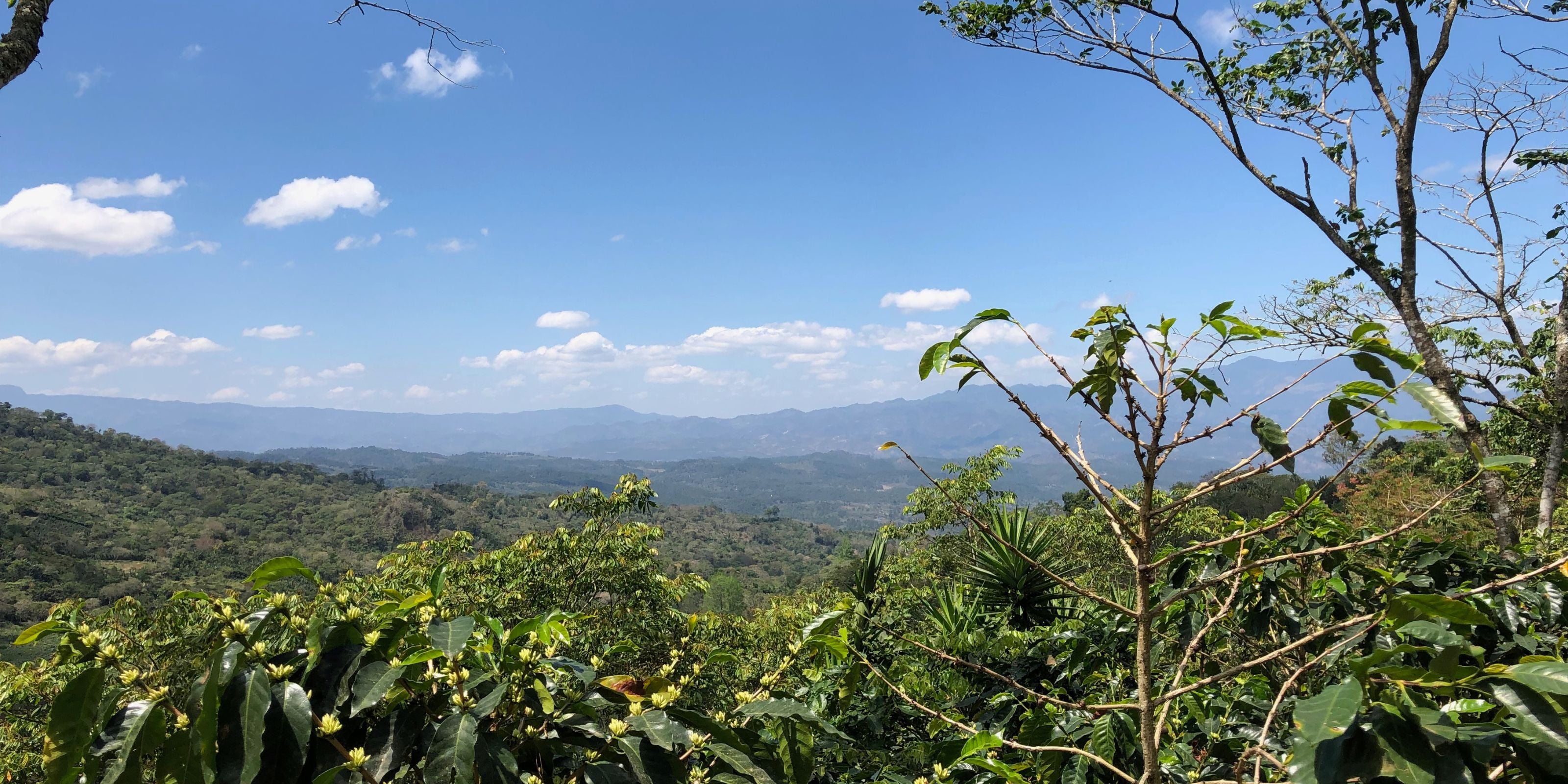 Coffee plants with pale yellow blossoms overlooking forested hills and distant mountains under a clear blue sky