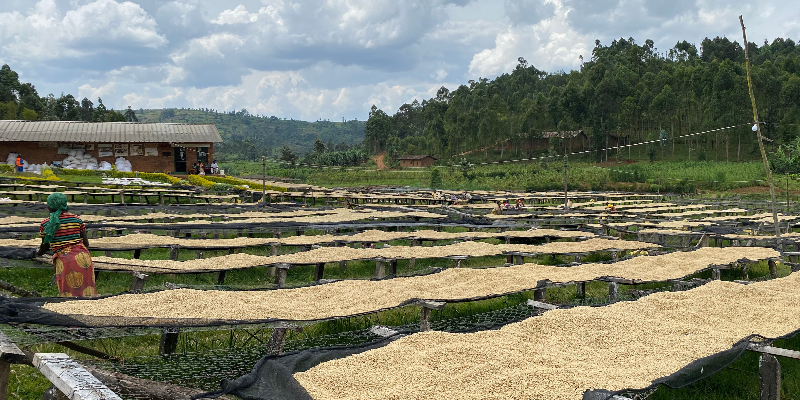 Workers tending coffee drying on raised beds at a washing station in Gatara Commune, Kayanza, Burundi
