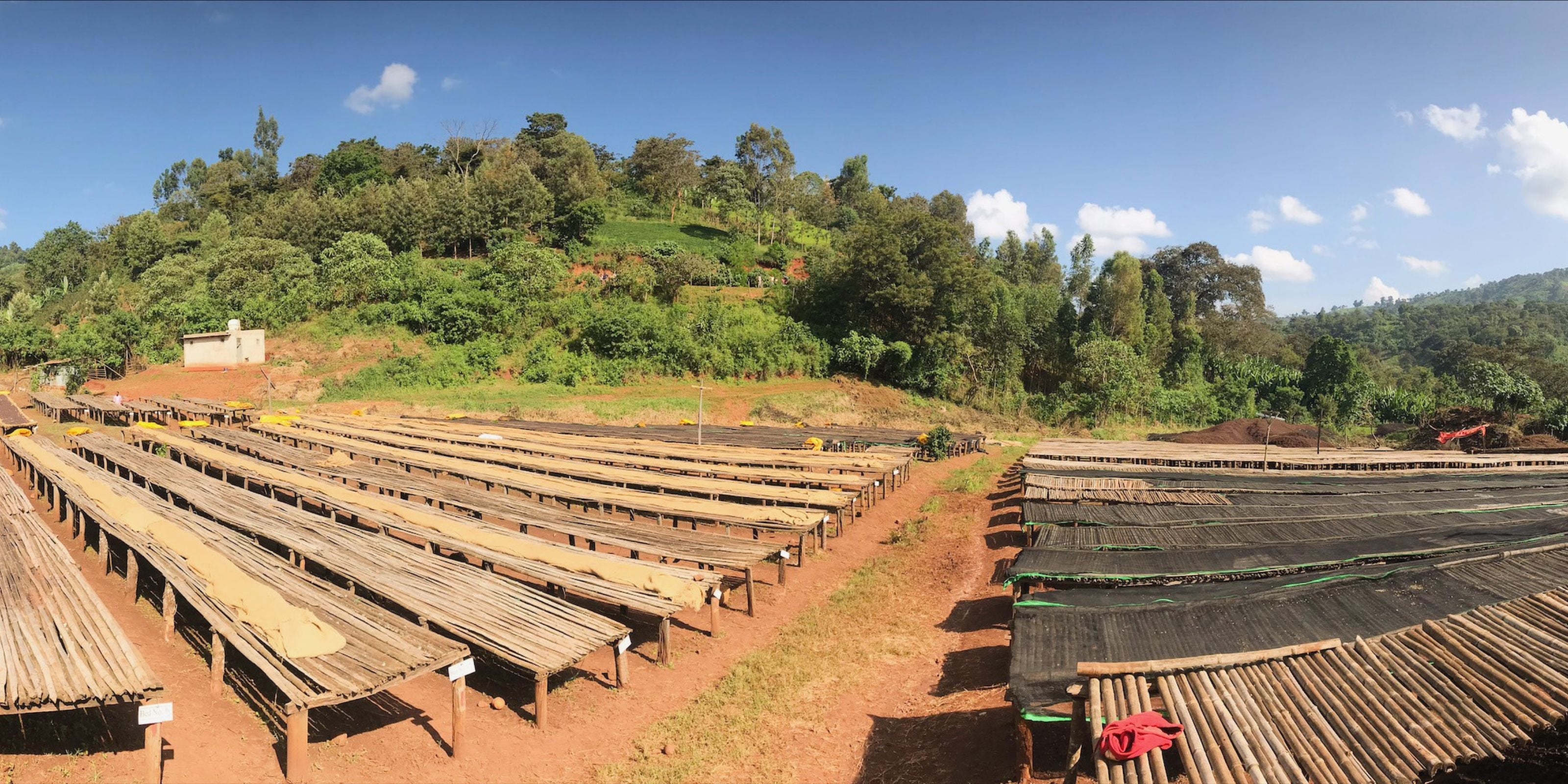 Rows of raised wooden coffee drying beds drying parchment on a sunlit farm with green hills and blue sky