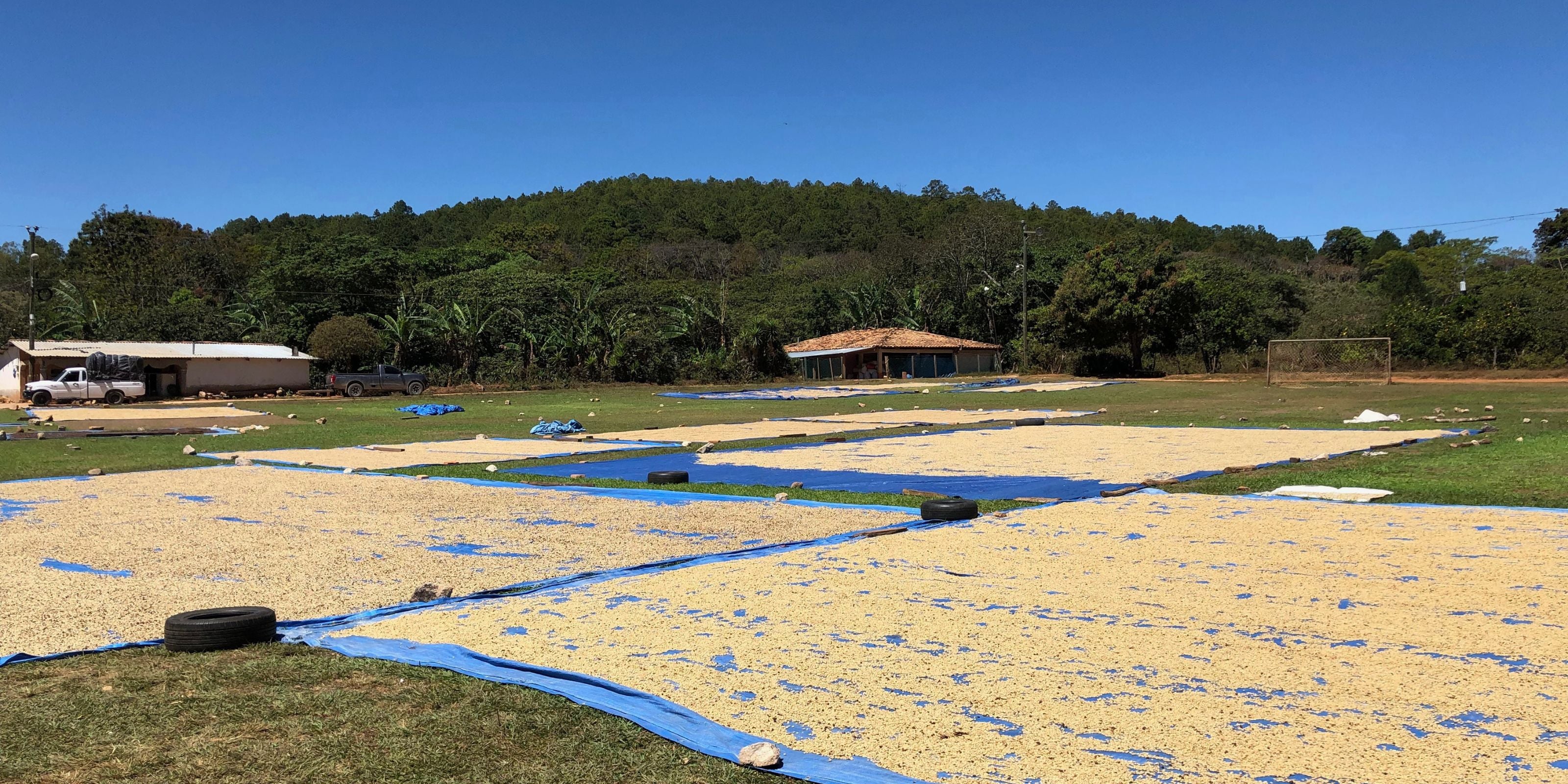 Coffee beans drying on large blue tarps in a sunny field near a small building and trucks at Machado, Minas Gerais, Brazil