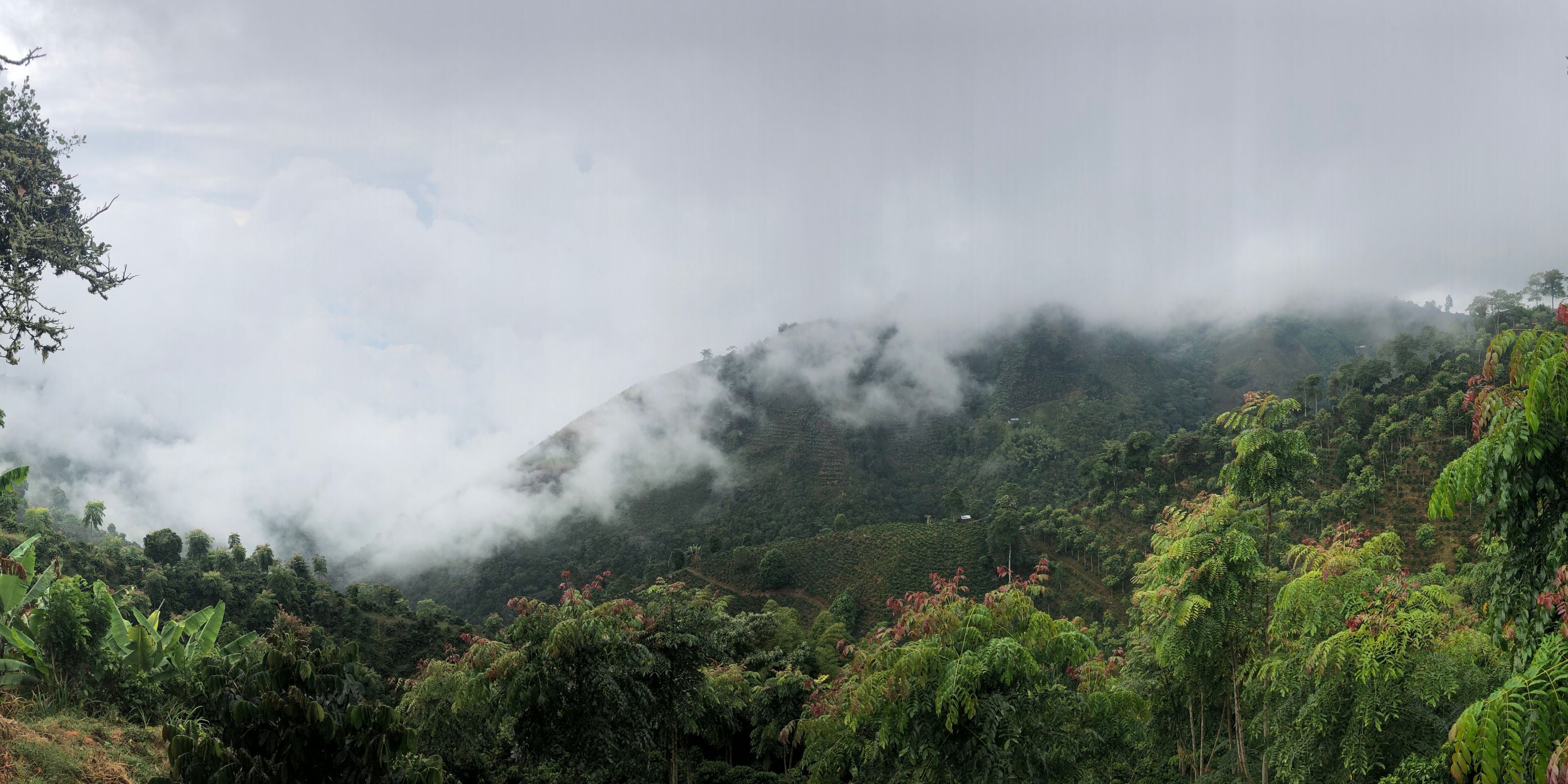 Misty mountain coffee farm with low clouds over terraced green hills and coffee plants in the foreground