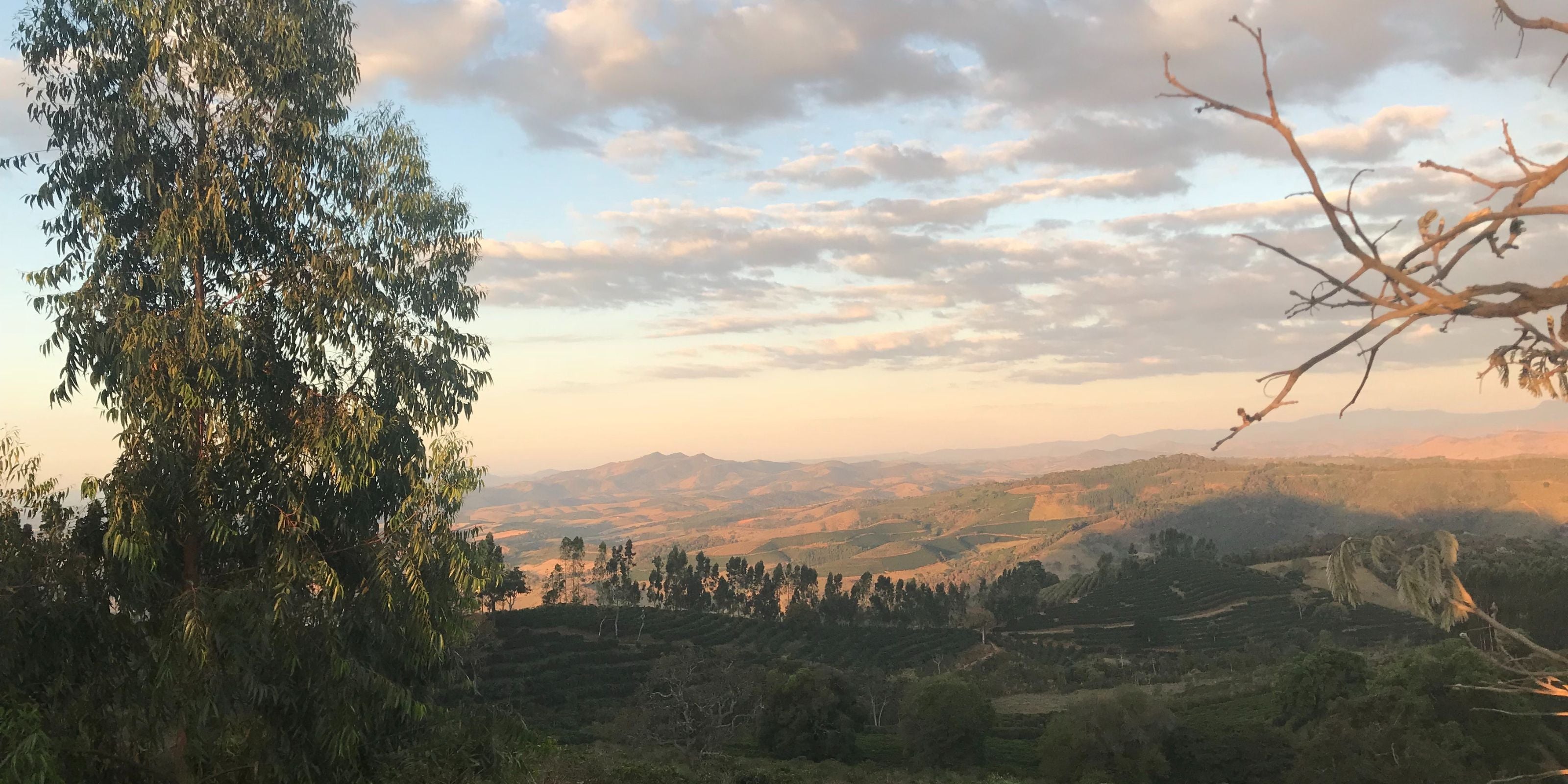 Panoramic view of rolling agricultural hills and terraces at sunset with trees in the foreground
