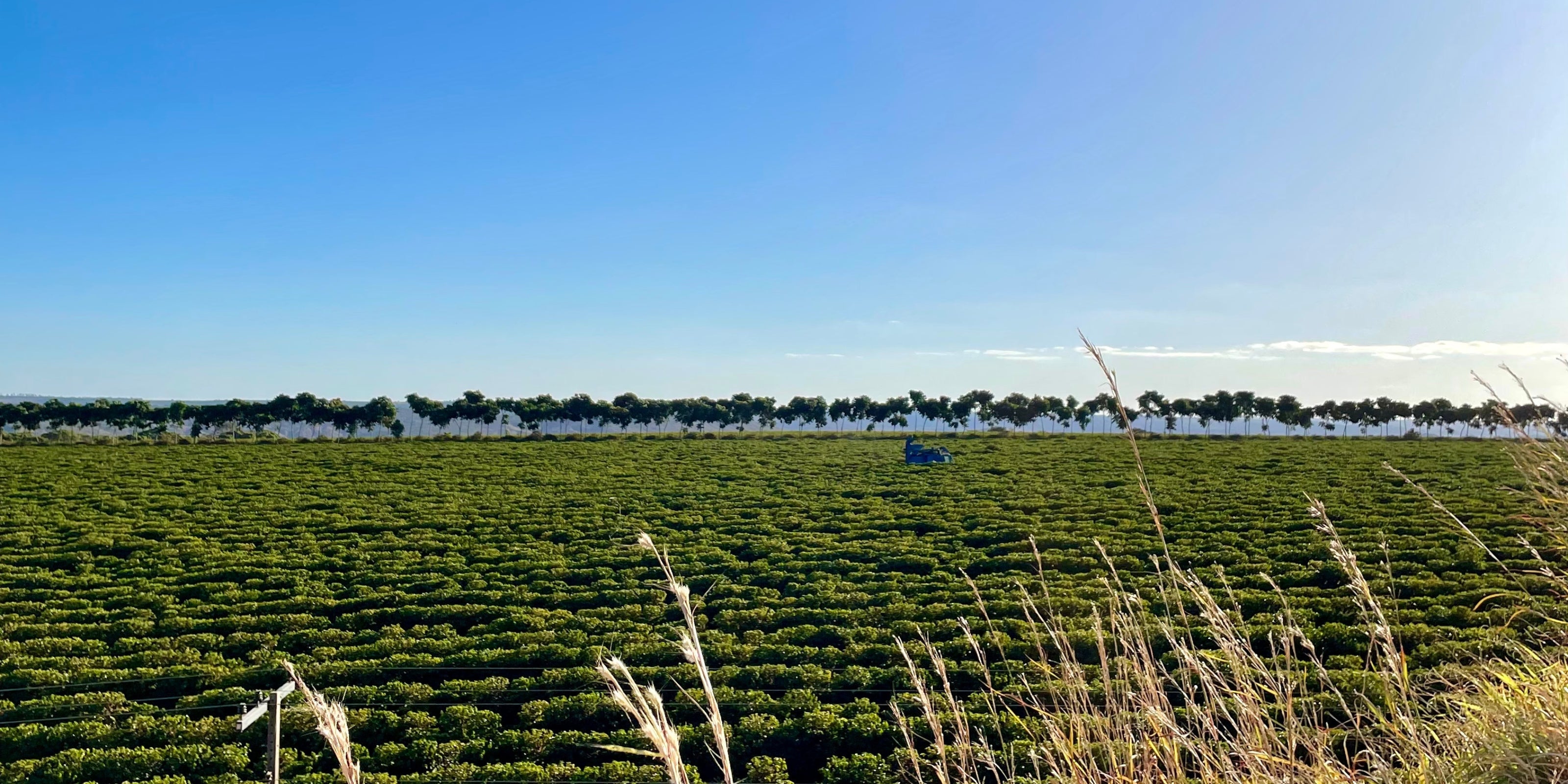 Rows of coffee plants on a farm in Cerrado Mineiro, Minas Gerais, with a line of trees on the horizon and a clear blue sky