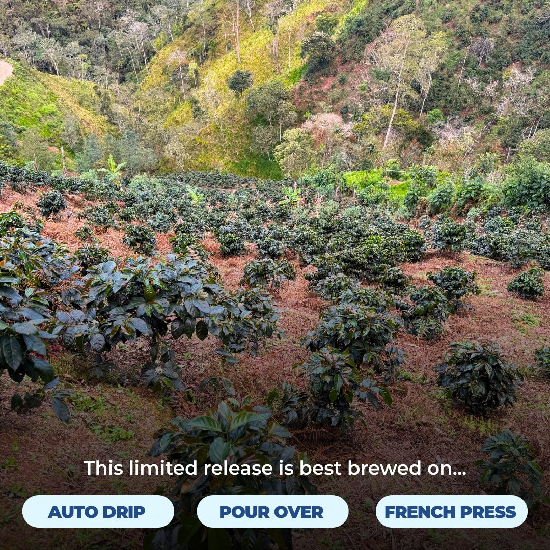 Coffee plants growing on a Peruvian hillside with overlaid text ‘This limited release is best brewed on’