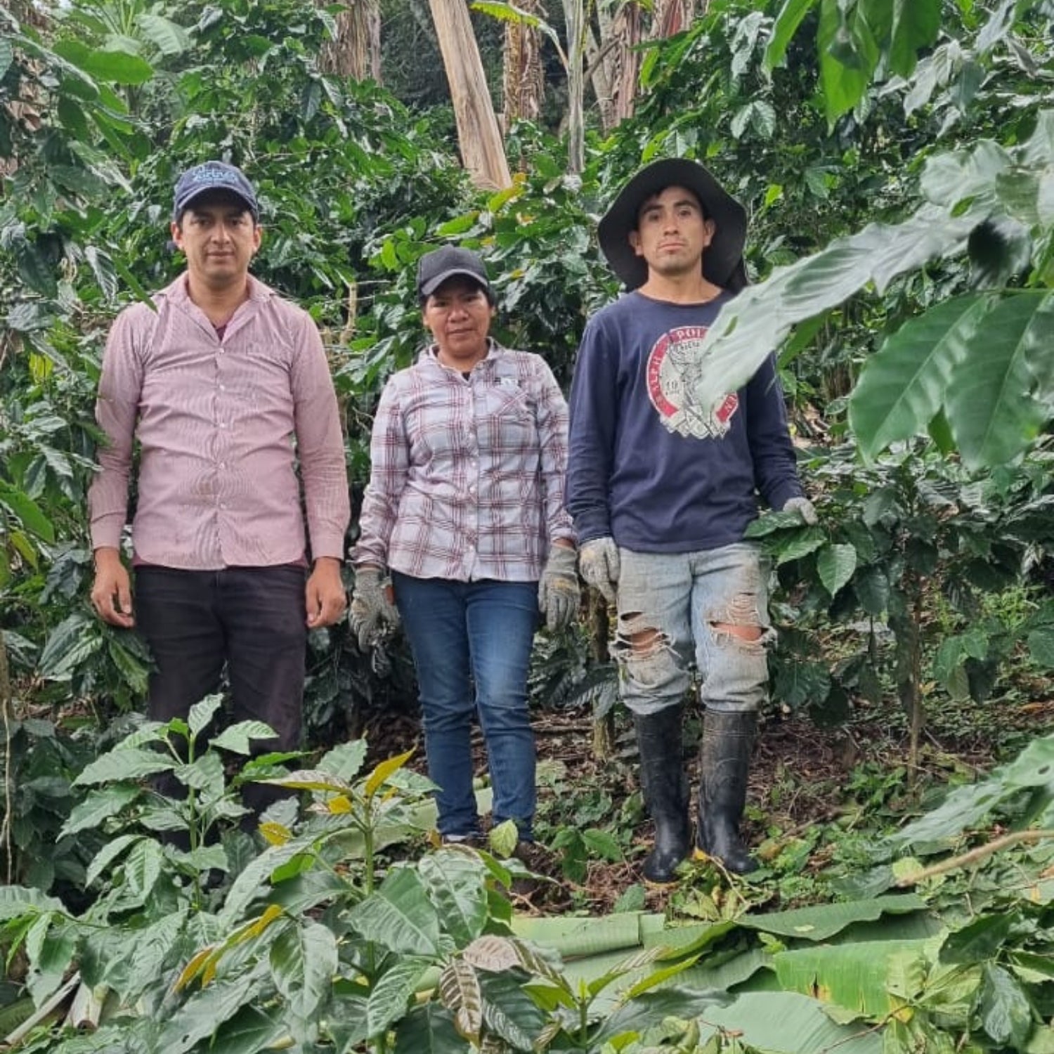 Three coffee farm workers standing among coffee plants on a shaded farm