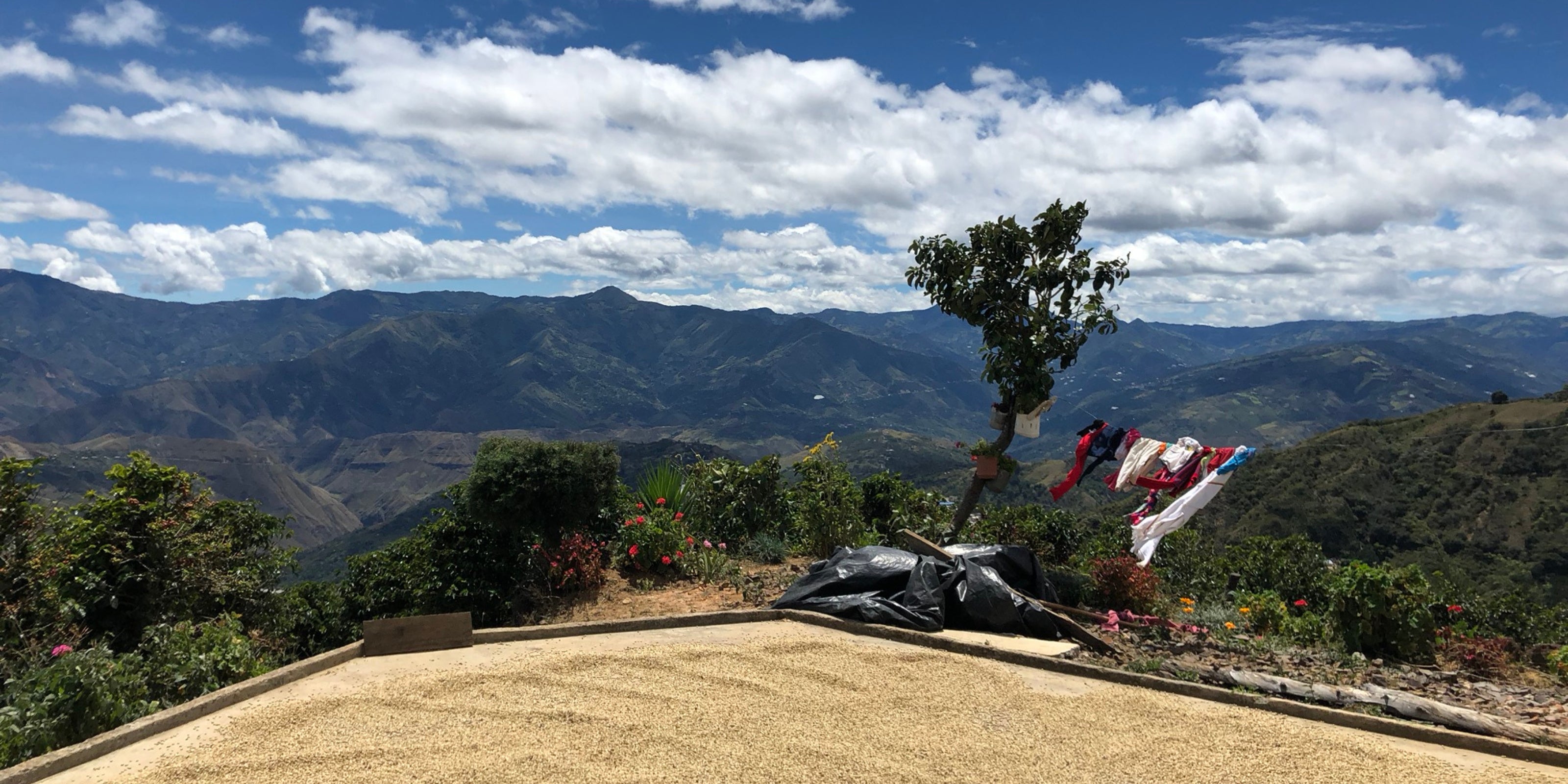 Coffee beans drying on an outdoor cement patio with clothes on a line overlooking a mountain valley under a partly cloudy sky