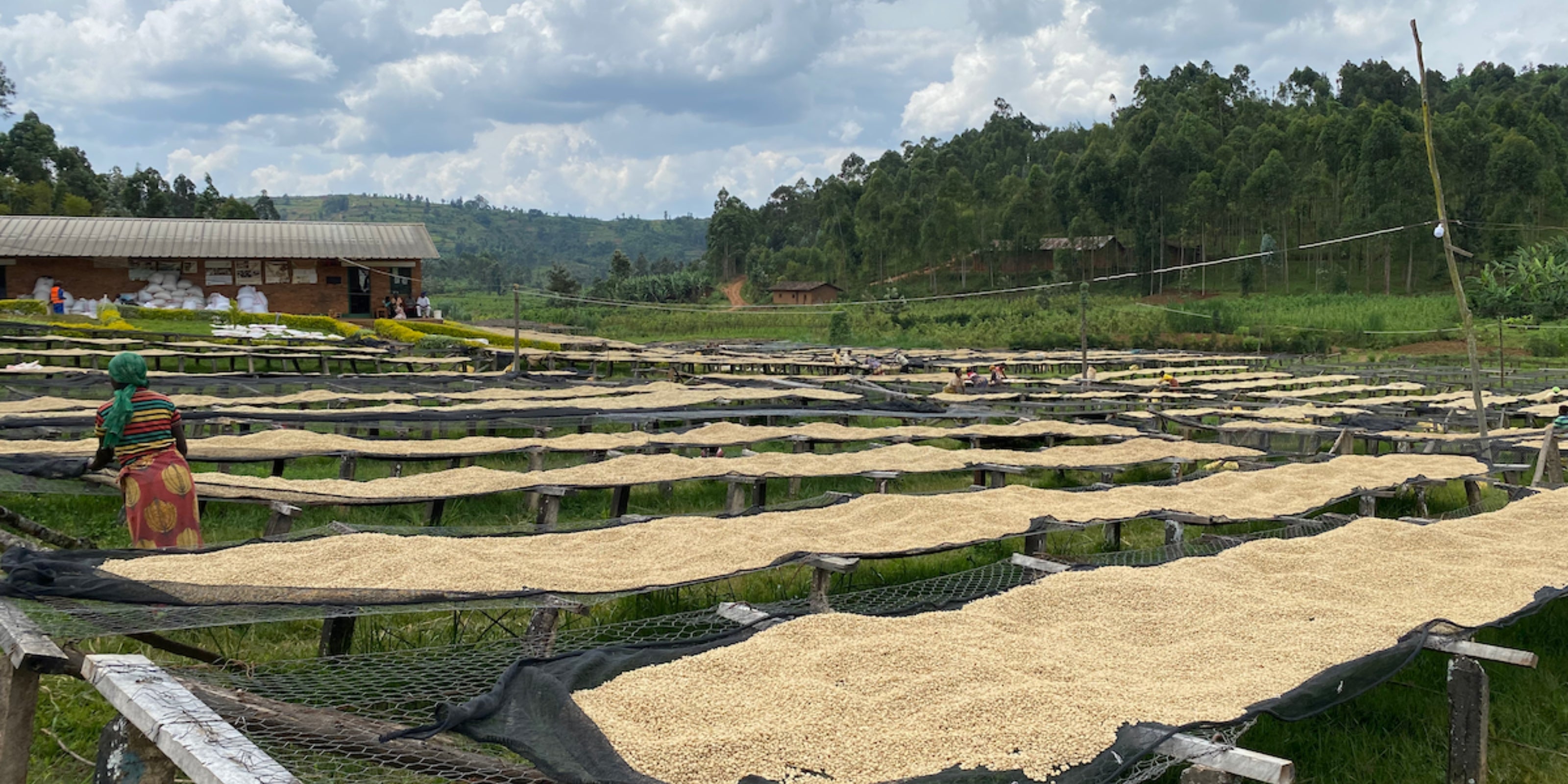 A person inspecting raised drying beds of coffee beans on a rural farm with green hills and a cloudy sky